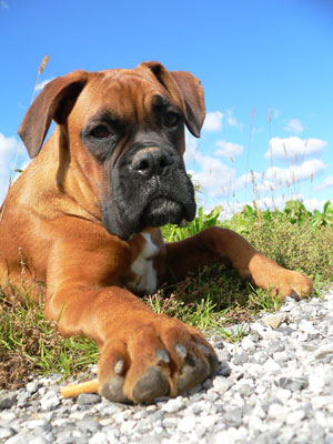 boxer dog